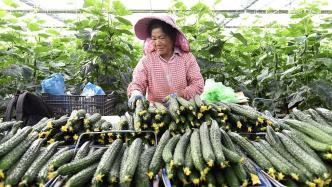 小瓜今日蔬菜报价查询,新鲜蔬菜价格一览