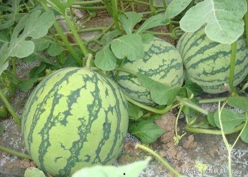 今日瓜很甜,今日瓜果盛宴，尽享丰收喜悦