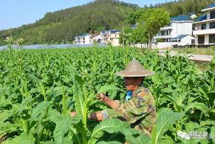 浦城吊瓜今日价格,市场行情一览