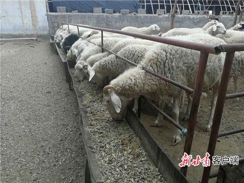 瓜州县七墩乡今日新闻,聚焦乡村振兴，共绘美好家园新画卷