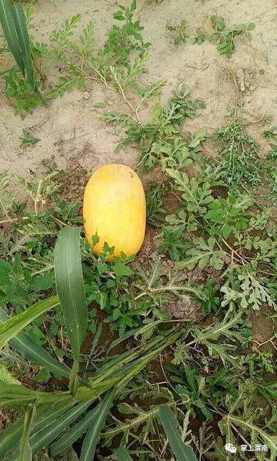 今日黄皮瓜批发价格表,市场行情实时更新