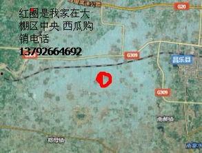山东昌乐尧沟今日瓜价,瓜果飘香，价格走俏