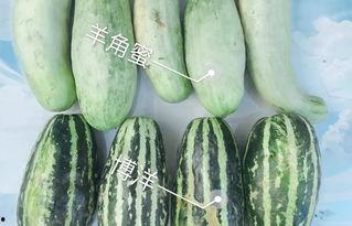元谋今日三叶瓜价格表,今日行情一览
