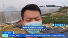 海南乐东今日哈密瓜行情,丰收季里的甜蜜价格波动