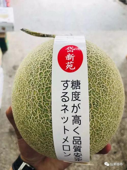 今日网纹瓜批发价格,市场行情一览