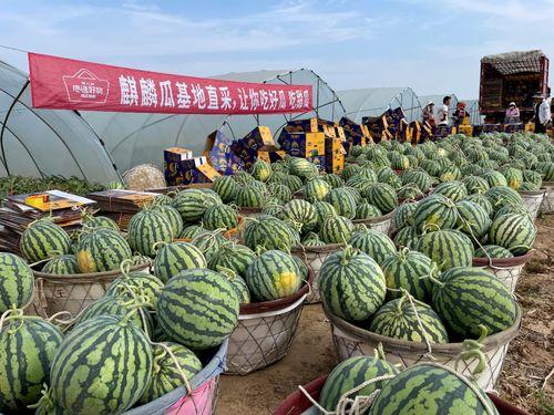 今日麒麟瓜价格最新行情,最新行情揭示市场动态