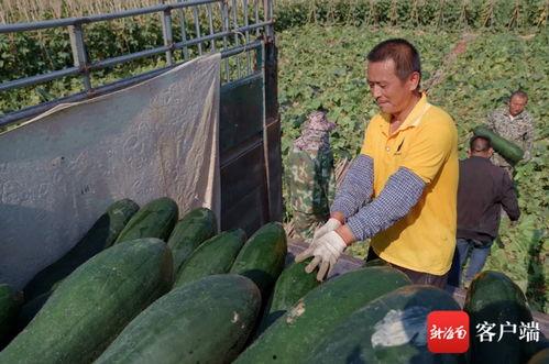 尚坡瓜菜价格今日行情,新鲜直供，价格波动一览