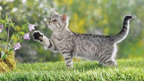 猫瓜草今日行情,今日市场动态一览