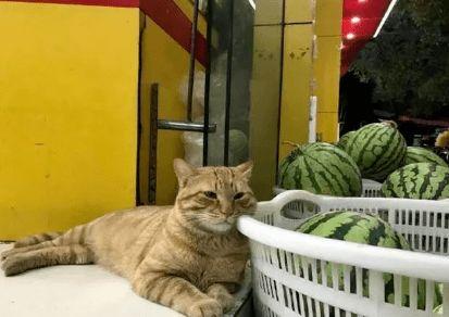 猫瓜草今日行情,今日市场动态一览