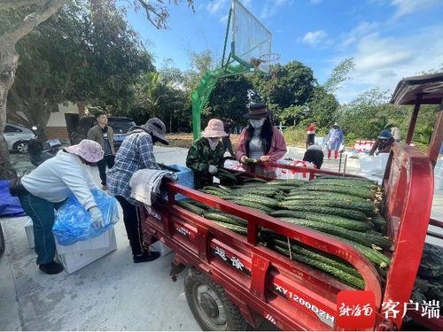 兴隆瓜菜市场今日价格行情,新鲜瓜果任你挑，实惠价格享不停