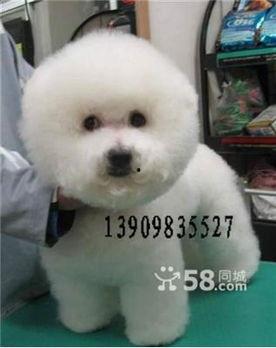 哪个明星网红养比熊,与比熊犬的温馨时光