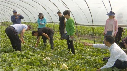 五龙小白瓜今日价格,市场行情一览”