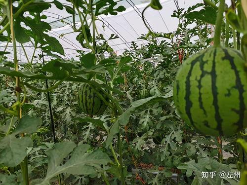 小吊瓜今日报价查询官网,官网实时数据解读”