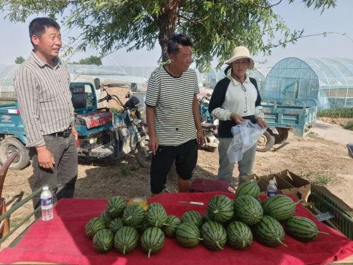 小吊瓜今日报价查询官网,官网实时数据解读”