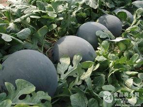 瓜批发价格今日,今日瓜批发价格一览”