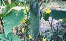 今日武汉白瓜价格多少,实惠之选，市民抢购热潮