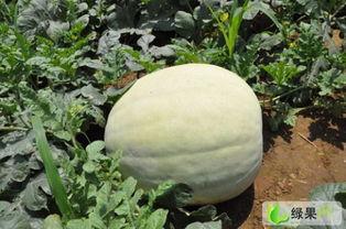 今日武汉白瓜价格多少,实惠之选，市民抢购热潮