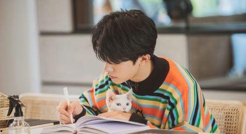 缅北宣传明星网红视频播放,明星效应下的网络传播现象解析