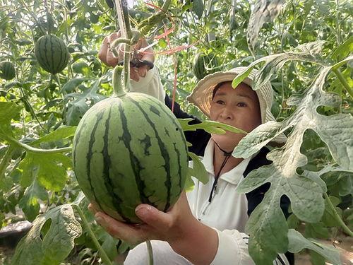 山东小吊瓜今日行情价格,价格波动背后的市场动态