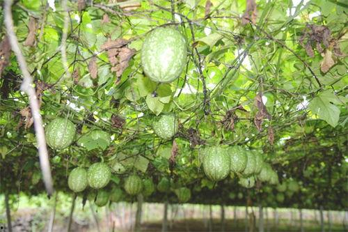 山东小吊瓜今日行情价格,价格波动背后的市场动态