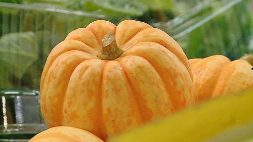 今日小瓜行情,今日市场动态一览