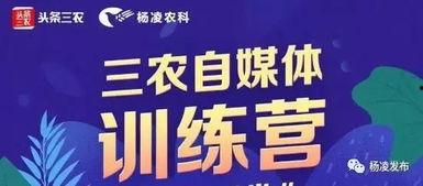 杨凌今日头条卖乳瓜,新鲜乳瓜热销，绿色农产品引领健康生活新风尚
