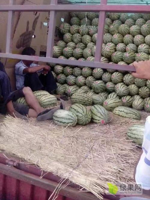 2024宁夏麒麟瓜今日价格行情,今日价格行情一览，品质与价格齐飞！”