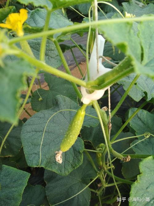 今日黄白瓜价格最新行情,涨跌互现，市场动态解析