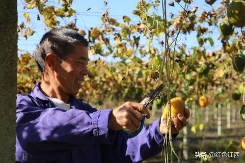 今日吊瓜行情,涨跌波动，市场动态一览