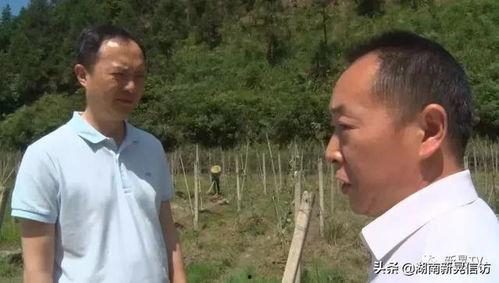 今日吊瓜行情,涨跌波动，市场动态一览