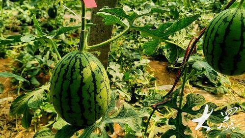 山东今日小瓜价格查询最新,最新行情一览