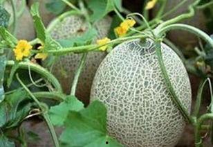 山东今日菜价哈密瓜,哈密瓜飘香，价格亲民引市民争相购买