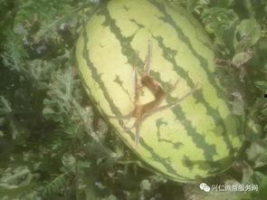 兴仁镇硒沙瓜今日多少钱,价格波动，品质依旧”