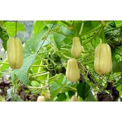 信阳今日佛手瓜批发