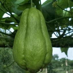 信阳今日佛手瓜批发