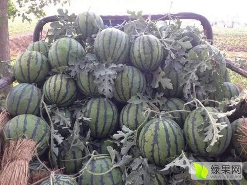 郯城今日瓜价行情,今日瓜价走势一览”