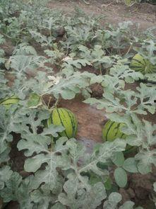 郯城今日瓜价行情,今日瓜价走势一览”