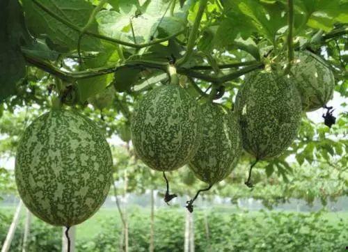 今日吊瓜种子价格,今日吊瓜种子价格行情一览