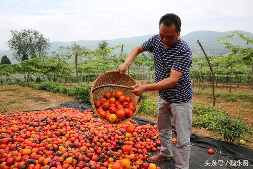 今日吊瓜种子价格,今日吊瓜种子价格行情一览