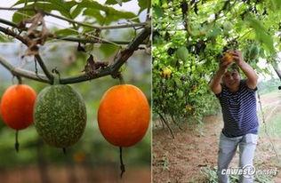 今日吊瓜种子价格,今日吊瓜种子价格行情一览