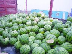 山东单县翠梨瓜今日价格,价格行情一览