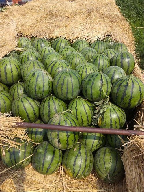 山东单县翠梨瓜今日价格,价格行情一览