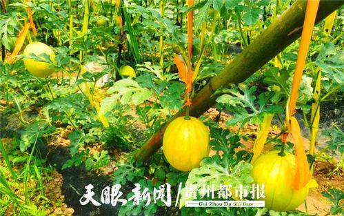 今日贵阳吃瓜,揭秘今日美食风云