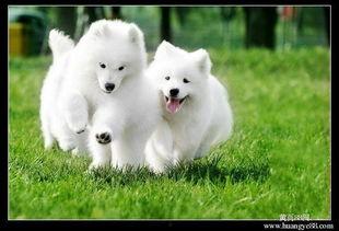 萨摩耶明星网红照片男主