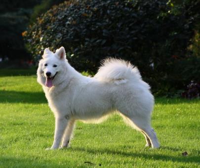 萨摩耶明星网红照片男主