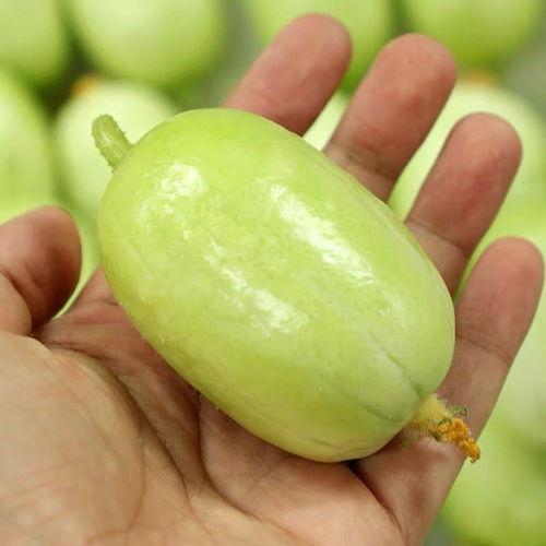 山东小吊瓜今日价格,市场行情实时解析