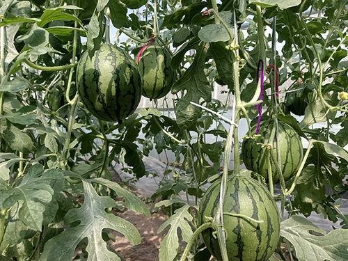 山东小吊瓜今日价格,市场行情实时解析