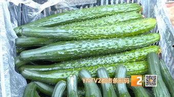 建水今日小瓜价格多少,实惠之选，市民抢购热潮