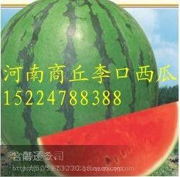 建水今日小瓜价格多少,实惠之选，市民抢购热潮