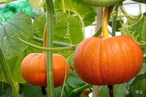 云南角瓜价格今日行情,波动中寻求平衡